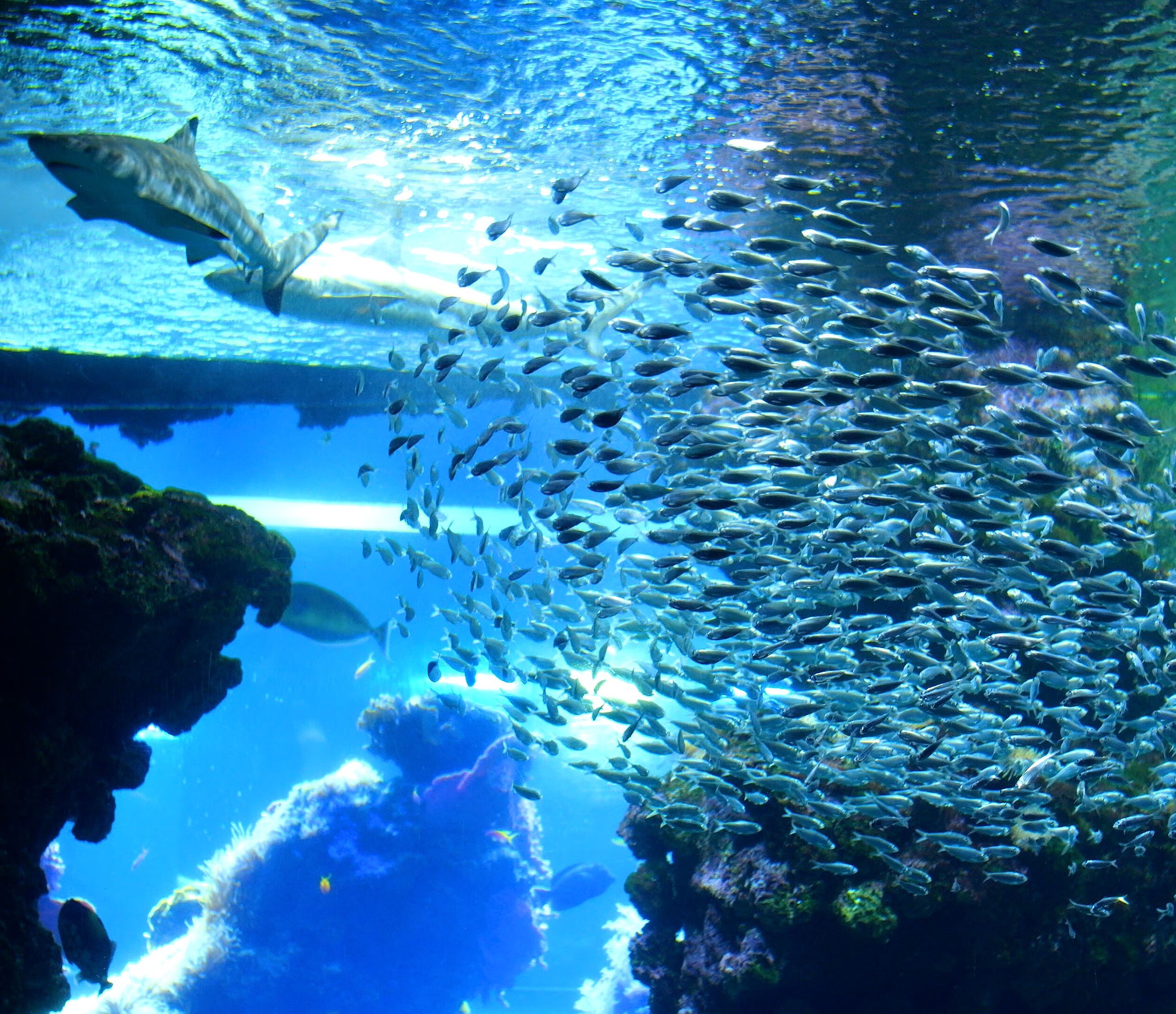 Banc de sardines